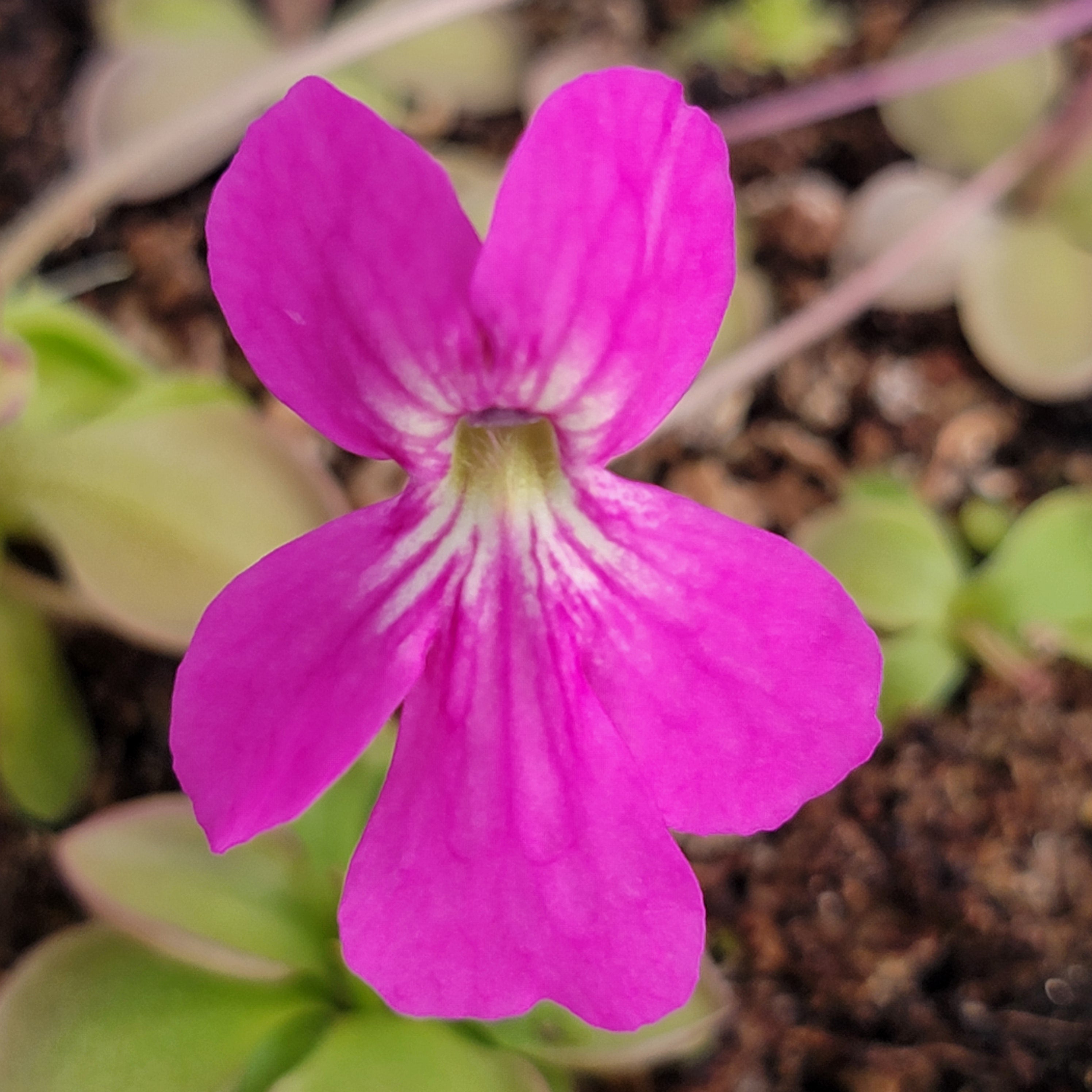 Pinguicula hemiepiphytica x zamudioana
