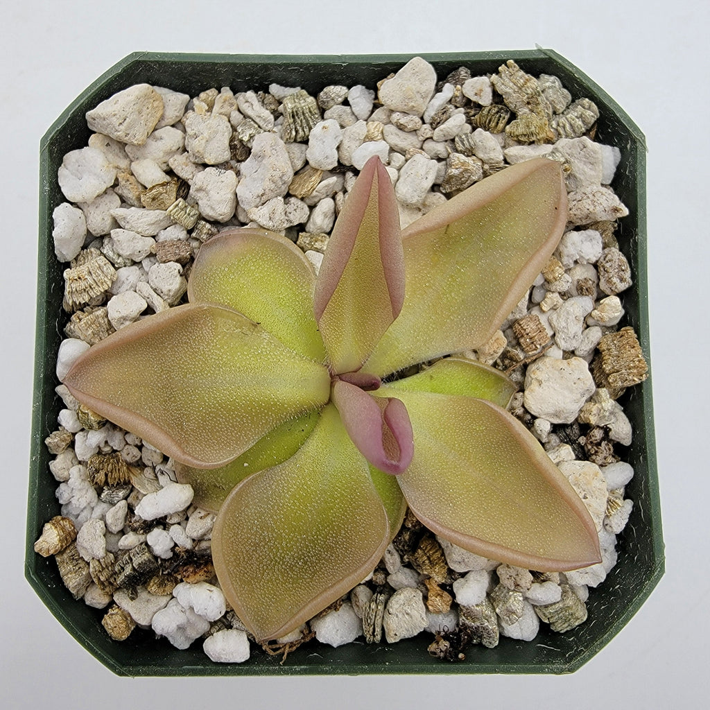 Pinguicula hemiepiphytica x zamudioana