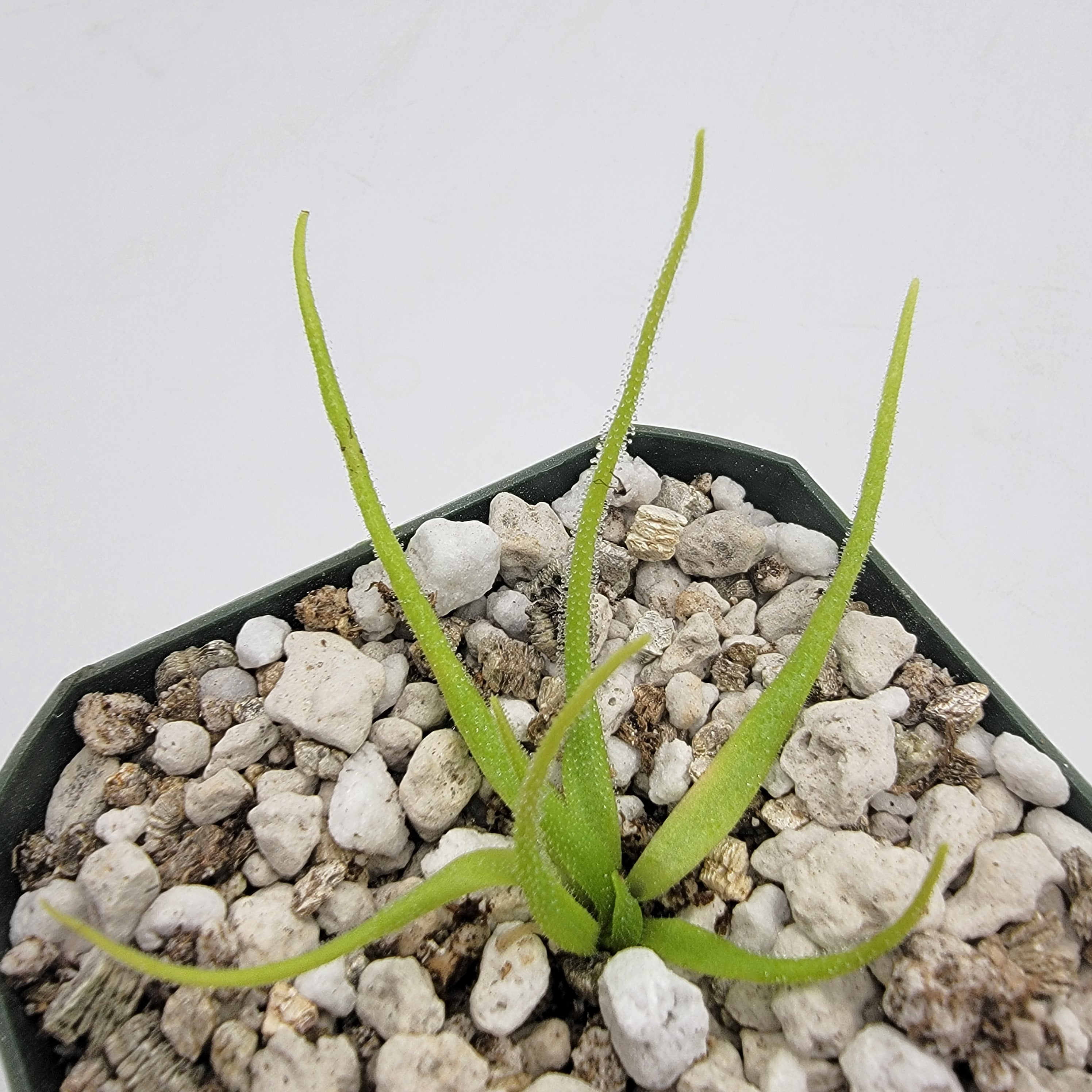 Pinguicula heterophylla