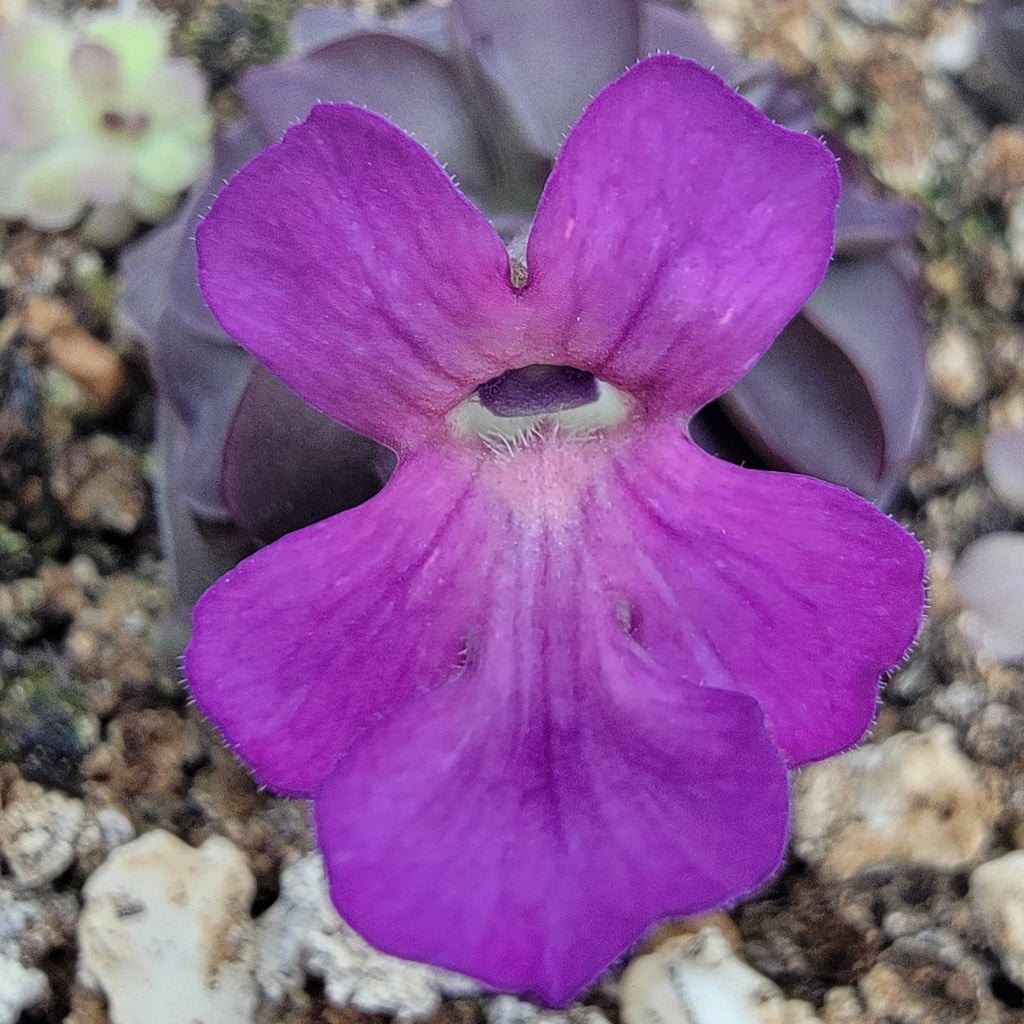 Pinguicula laueana "Tangerine" x cyclosecta