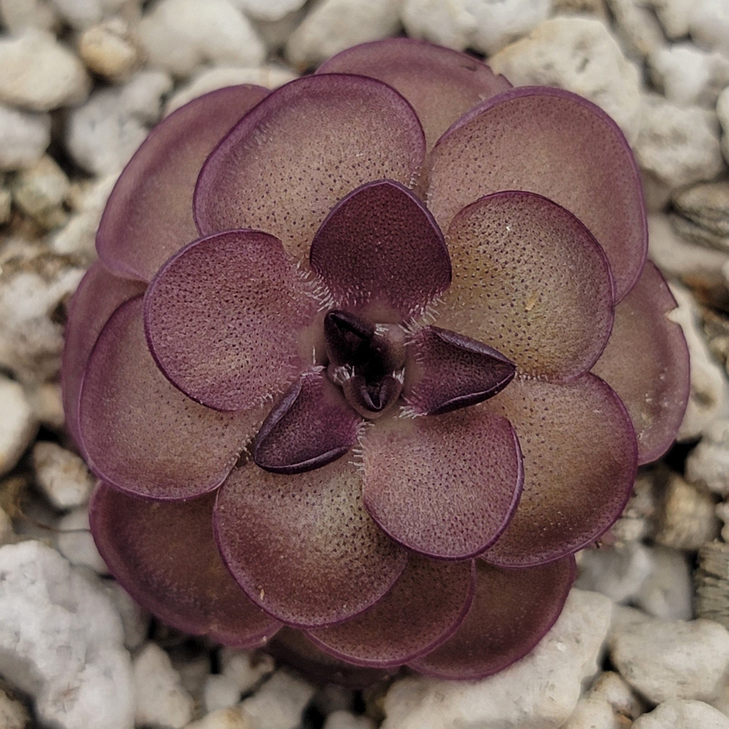 Pinguicula laueana "Tangerine" x cyclosecta