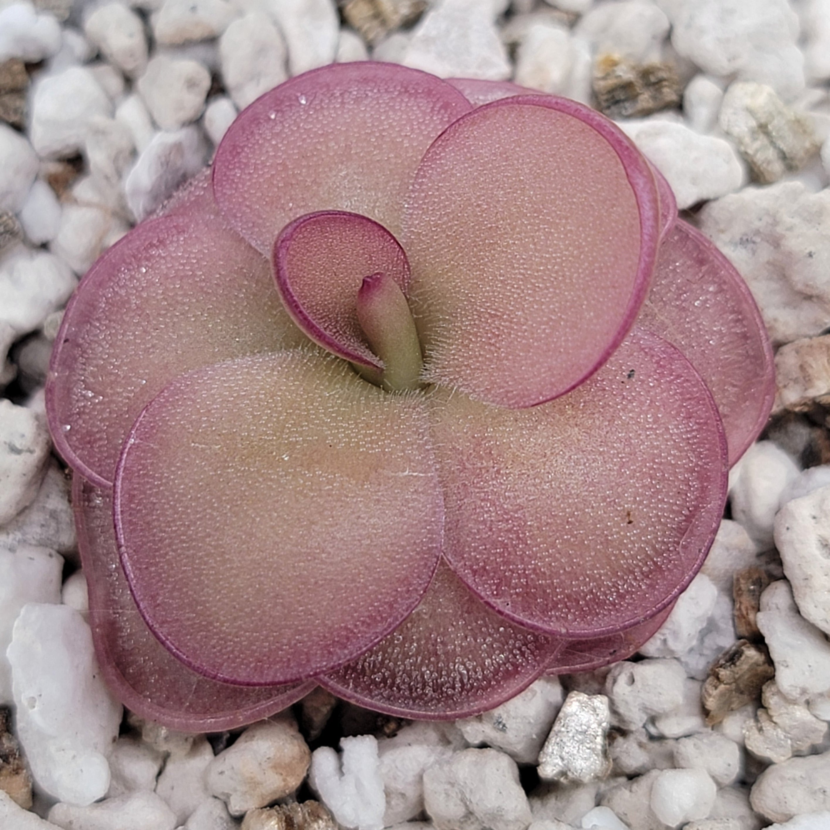 Pinguicula laueana x 'Huahuapan' (Red clone)