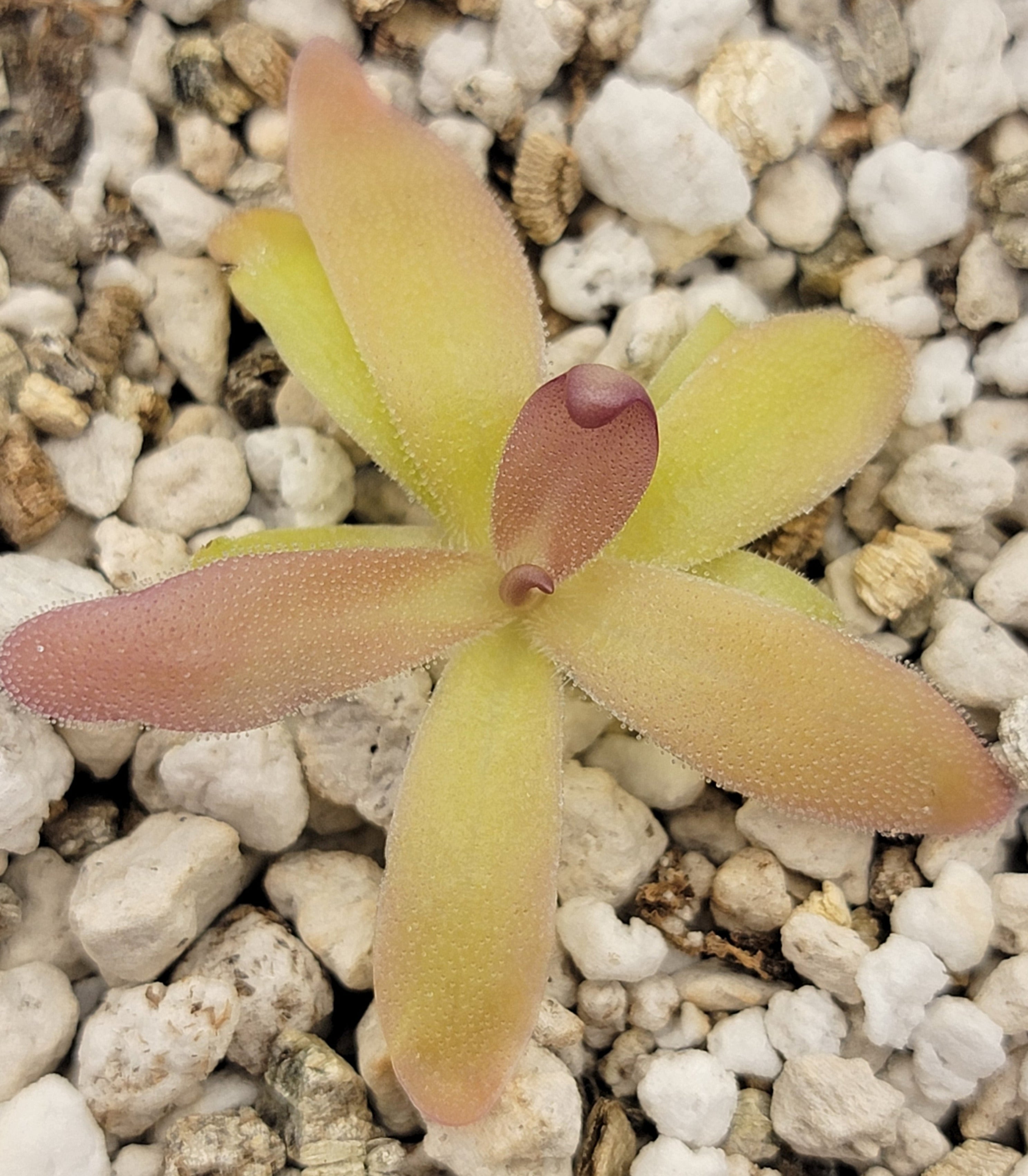 Pinguicula laueana x gypsicola
