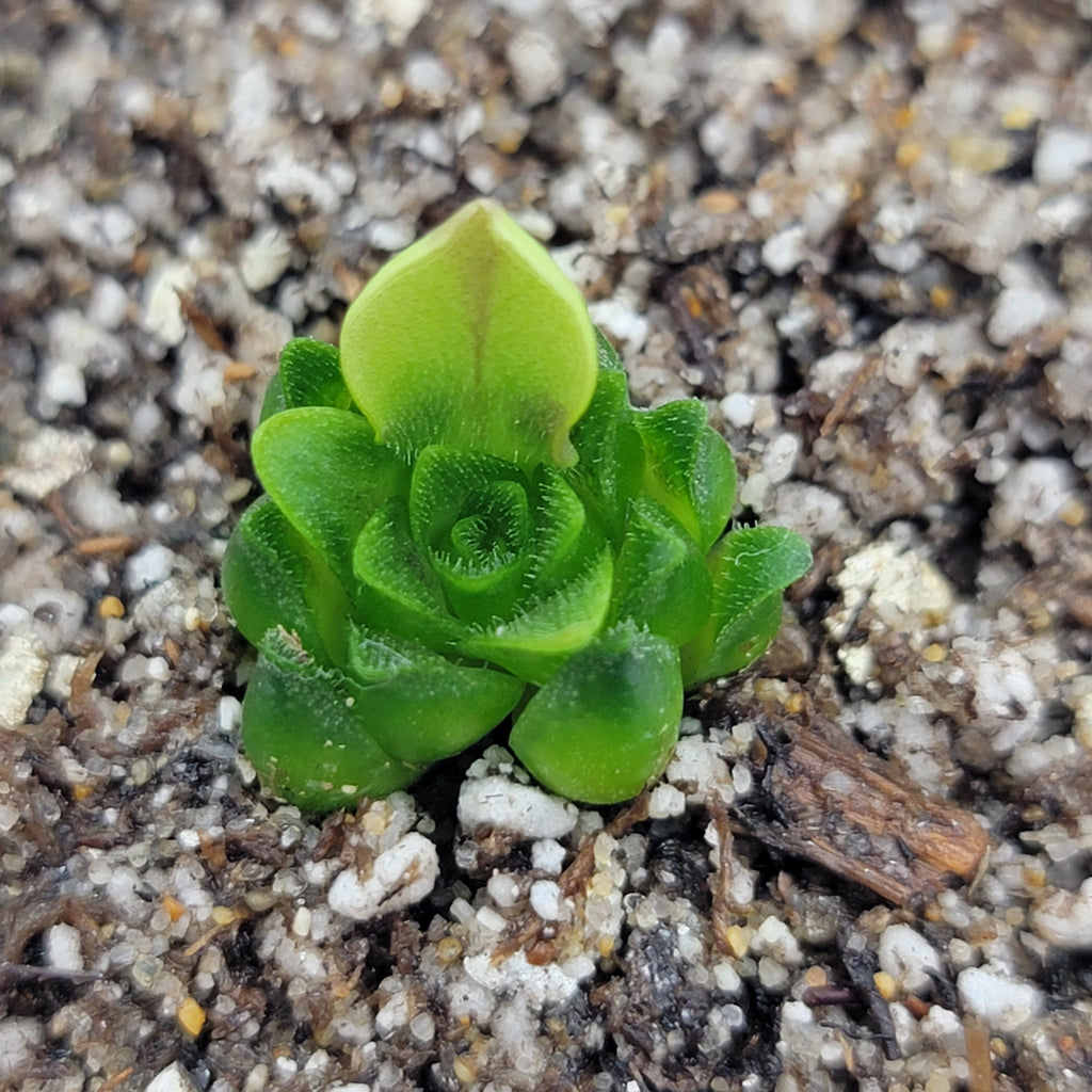 Pinguicula macrophylla