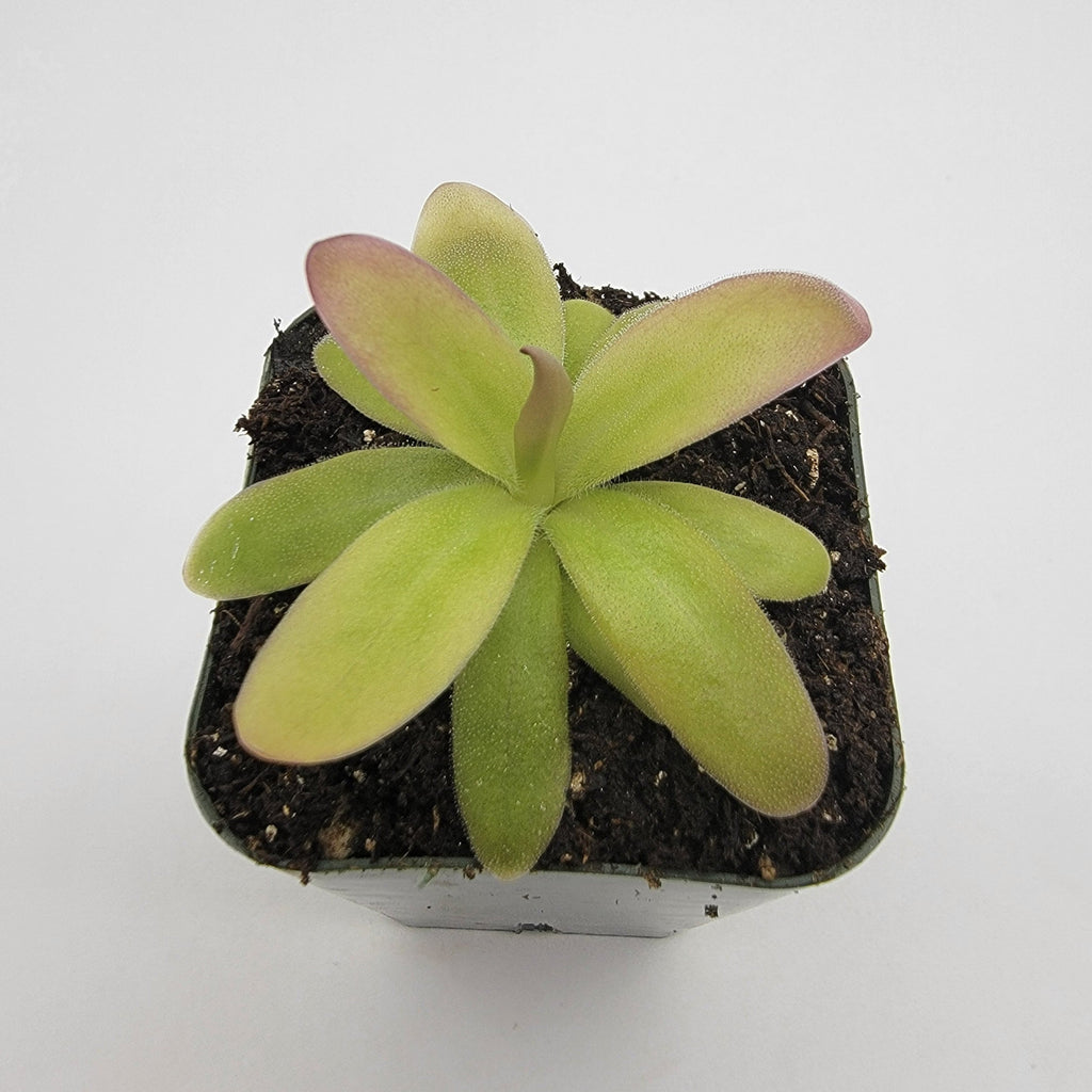 Pinguicula moranensis var. roseii