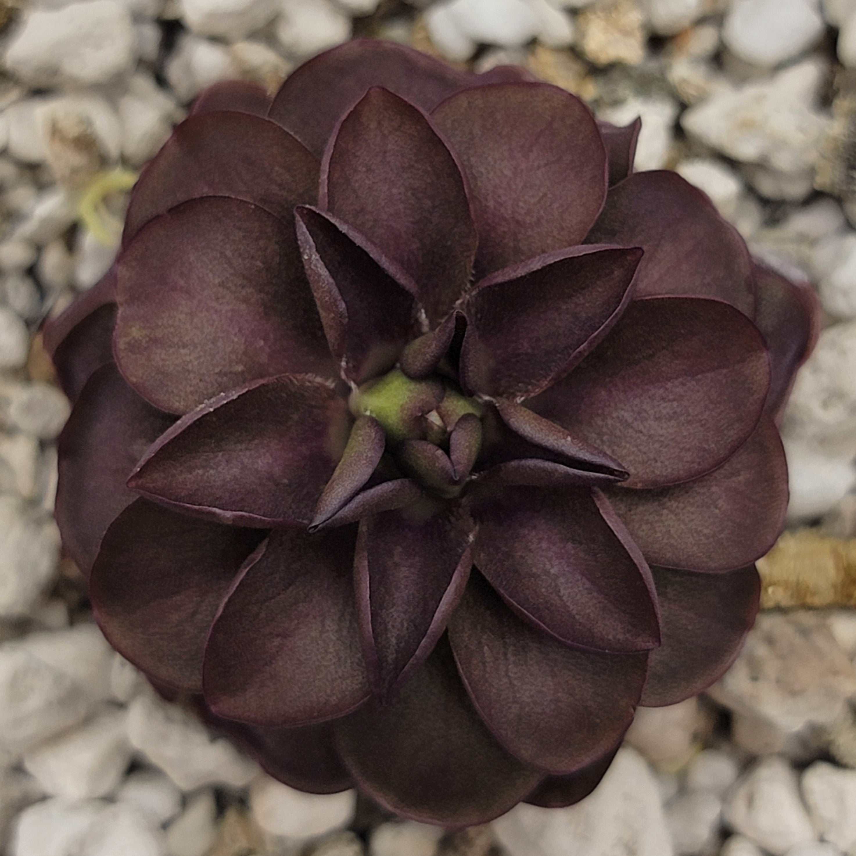 Pinguicula laueana "Tangerine" x cyclosecta